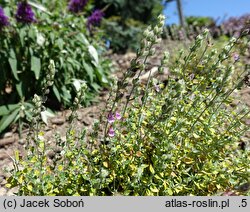 Teucrium marum