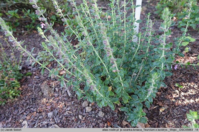 Teucrium ×lucidrys (ożanka lśniąca)