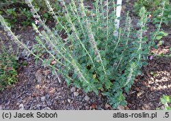 Teucrium ×lucidrys (ożanka lśniąca)