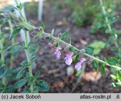 Teucrium ×lucidrys (ożanka lśniąca)