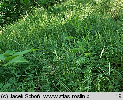 Teucrium scorodonia (ożanka nierównoząbkowa)