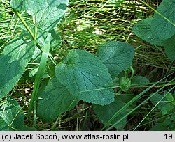 Teucrium scorodonia (ożanka nierównoząbkowa)