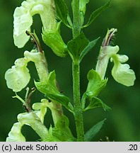 Teucrium scorodonia (ożanka nierównoząbkowa)