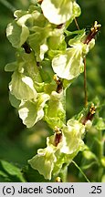 Teucrium scorodonia (ożanka nierównoząbkowa)