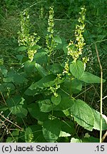 Teucrium scorodonia (ożanka nierównoząbkowa)