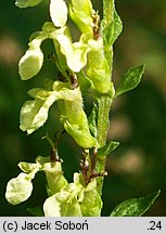 Teucrium scorodonia (ożanka nierównoząbkowa)