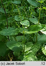 Teucrium scorodonia (ożanka nierównoząbkowa)