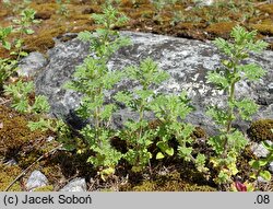 Teucrium botrys (ożanka pierzastosieczna)