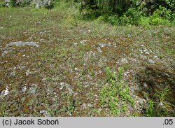 Teucrium botrys (ożanka pierzastosieczna)