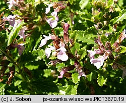 Teucrium chamaedrys