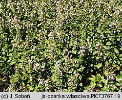 Teucrium chamaedrys