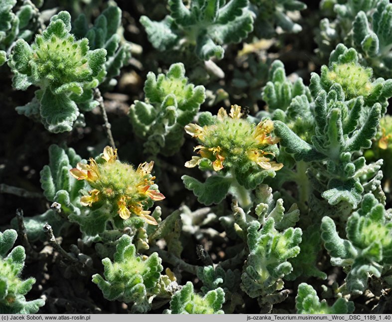 Teucrium musimonum