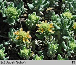 Teucrium musimonum