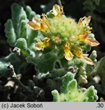 Teucrium musimonum