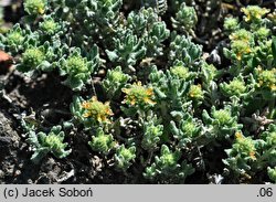 Teucrium musimonum