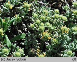 Teucrium musimonum