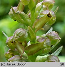 Coeloglossum viride (ozorka zielona)