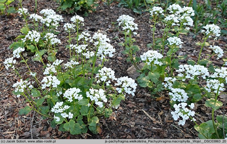 Pachyphragma macrophyllum (tobołki wielkolistne)