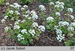 Pachyphragma macrophyllum (tobołki wielkolistne)