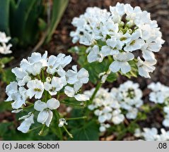 Pachyphragma macrophyllum (tobołki wielkolistne)