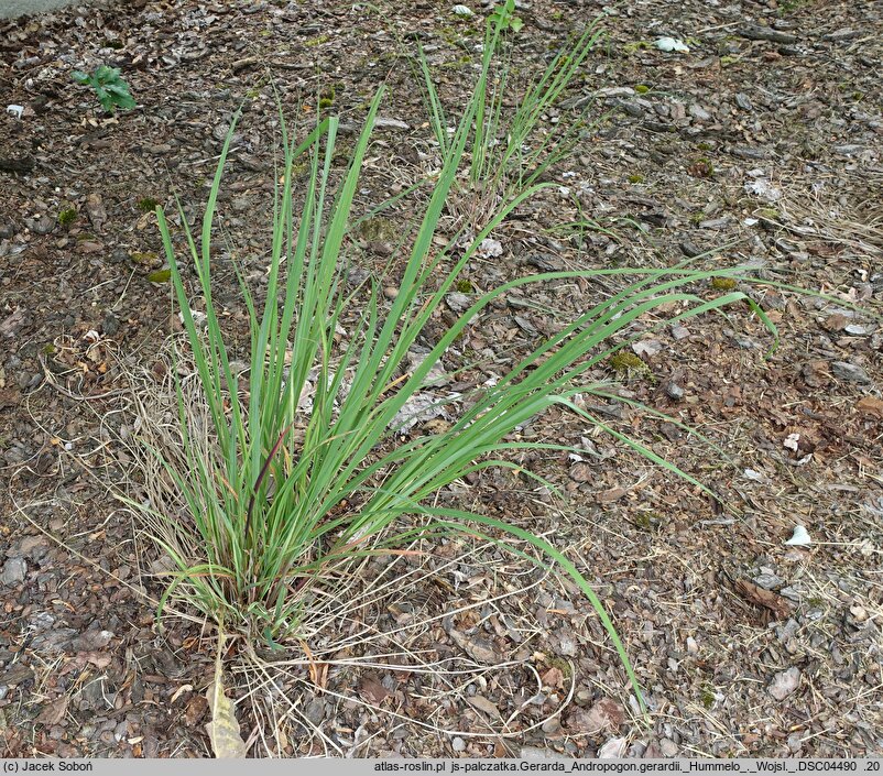 Andropogon gerardii Hummelo