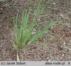 Andropogon gerardii Hummelo