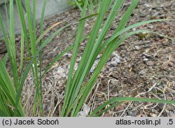 Andropogon gerardii Hummelo
