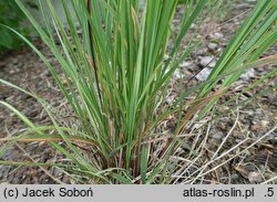 Andropogon gerardii Hummelo