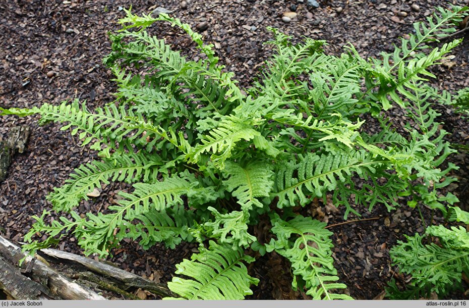 Polypodium vulgare Bifidomultifidum