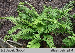 Polypodium vulgare s.l. Bifidomultifidum