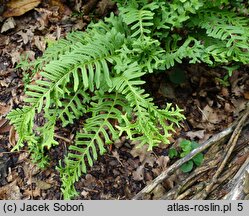 Polypodium vulgare s.l. Bifidomultifidum