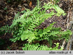 Polypodium vulgare s.l. Bifidomultifidum