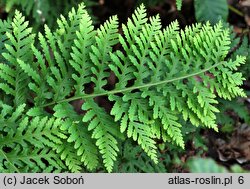 Polypodium vulgare s.l. Cornubiense