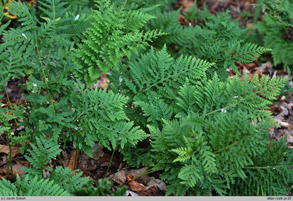 Polypodium vulgare s.l. Cornubiense