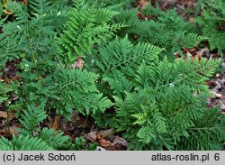 Polypodium vulgare Cornubiense