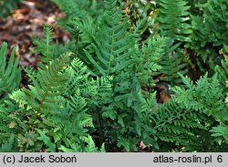 Polypodium vulgare s.l. Cornubiense