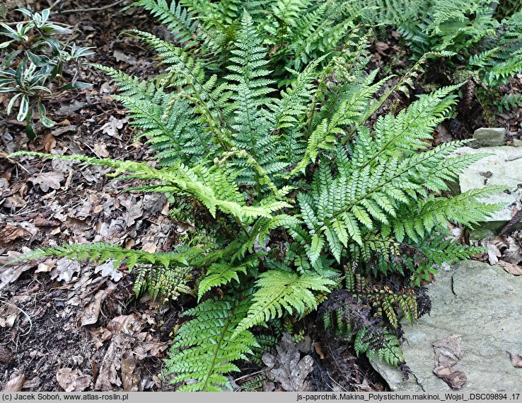 Polystichum makinoi (paprotnik Makino)