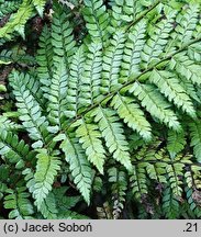 Polystichum makinoi (paprotnik Makino)