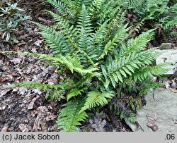 Polystichum makinoi (paprotnik Makino)