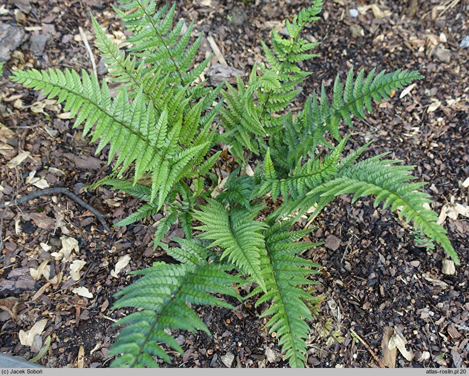 Polystichum luctuosum (paprotnik chiński)