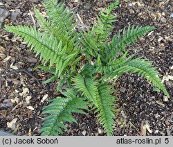 Polystichum luctuosum (paprotnik chiński)