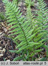 Polystichum luctuosum (paprotnik chiński)