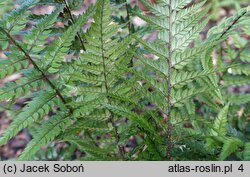 Polystichum luctuosum (paprotnik chiński)