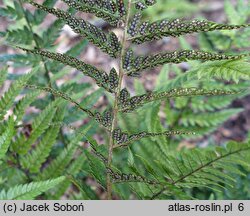 Polystichum luctuosum (paprotnik chiński)