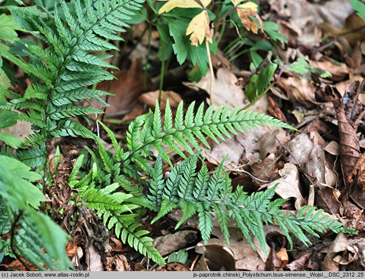 Polystichum tsus-simense (paprotnik chiński)