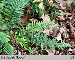 Polystichum tsus-simense (paprotnik chiński)