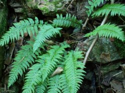 Polystichum aculeatum (paprotnik kolczysty)