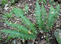 Polystichum aculeatum (paprotnik kolczysty)