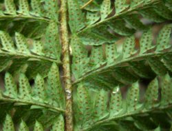 Polystichum aculeatum (paprotnik kolczysty)