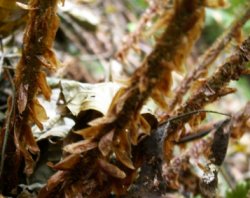 Polystichum aculeatum (paprotnik kolczysty)